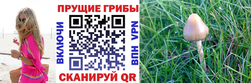 Псилоцибиновые грибы Magic Shrooms сайты даркнета наркотические препараты Богородск магазин наркотиков